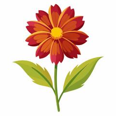 Coreopsis flower on a white background