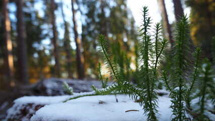 pine tree branches covered with snow