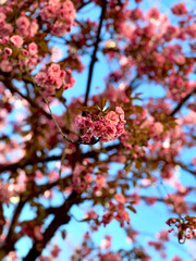 Arbre en fleurs, printemps