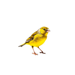 Yellow Canary Bird Isolated on White Background