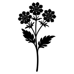 yarrow flower silhouette vector illustration