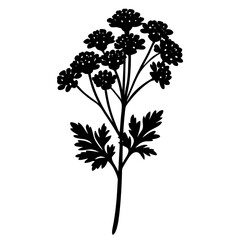 yarrow flower silhouette vector illustration