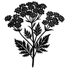 Obraz premium yarrow flower silhouette vector illustration