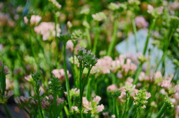 Macro shot of wavyleaf sea lavender limonium sinuatum flowers