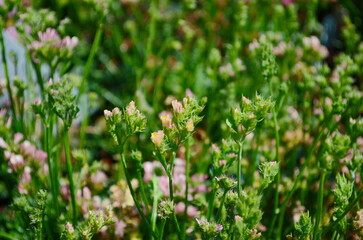 Macro shot of wavyleaf sea lavender limonium sinuatum flowers