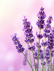 Obraz premium Capture stunning macro shots of lavender flowers with morning dew for intense clarity
