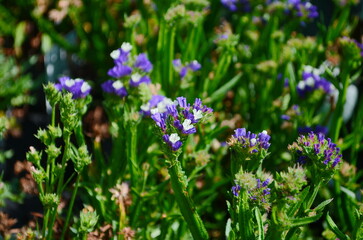 Macro shot of wavyleaf sea lavender limonium sinuatum flowers
