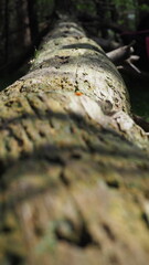 tree trunk