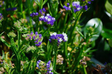 Macro shot of wavyleaf sea lavender limonium sinuatum flowers