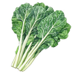 Collection of PNG. Watercolor painting of A Bunch of Fresh Green Collard with White Stems, isolated on a transparency background.