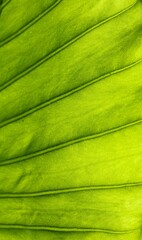 Alocasia macrorrhizos - leaf texture - elephant ear leaf