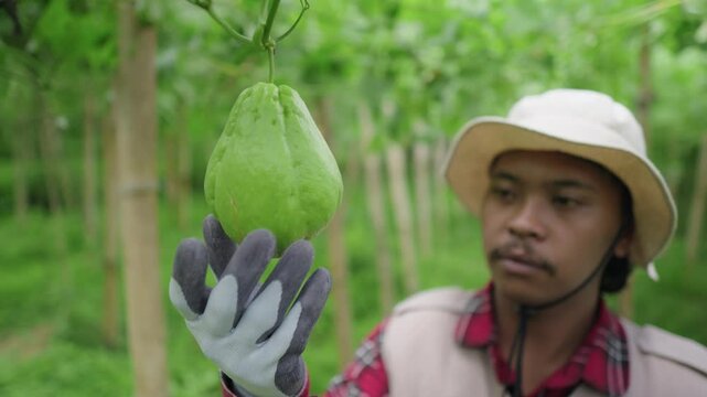 Farmer carefully examines the quality of chayote in the field. Quality inspection of plants to ensure the best harvest. Meticulous agricultural process in the field