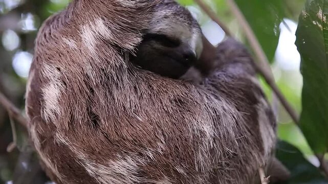 Bicho Pregui&ccedil;a