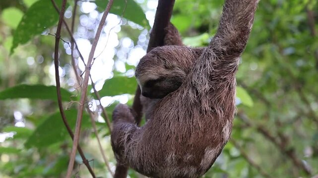 Bicho Pregui&ccedil;a