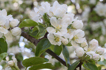
white apple blossom branches in spring