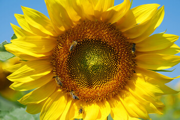 Naklejka premium Bees on beautiful yellow sunflower on the field