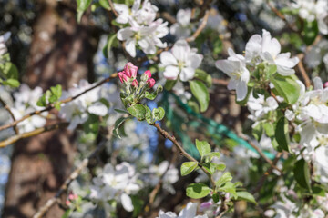 white and pink apple blossoms bloom in spring
