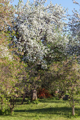 
an apple tree with flowers that bloom in spring