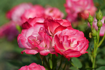 Beautiful vermilion roses in garden