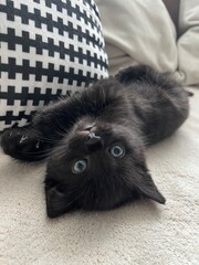 cute kitten 2 - 3 weeks old