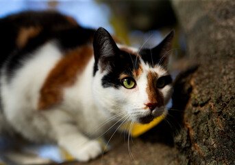 Kot skaczący po drzewie