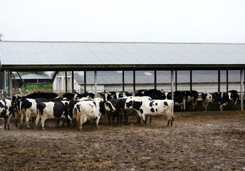Industrial Dairy Production Facility.Industrial Manufacturing Process.