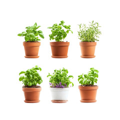 Obraz premium Potted Herbs Collection - Basil, Thyme, and More