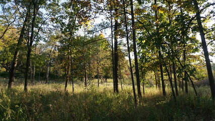 Obraz premium Sunny Forest Path with Tall Birch Trees in Early Autumn