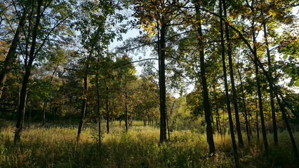 Sunny Forest Path with Tall Birch Trees in Early Autumn
