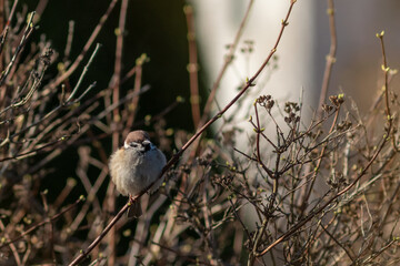 Close up portrait of a European sparrow (Passer domesticus) sitting on a branch in a city park on a...