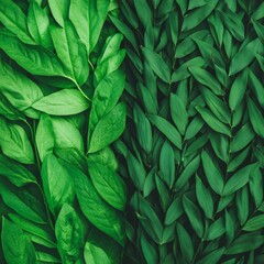 Obraz premium A close-up of various green leaves arranged in a textured pattern.