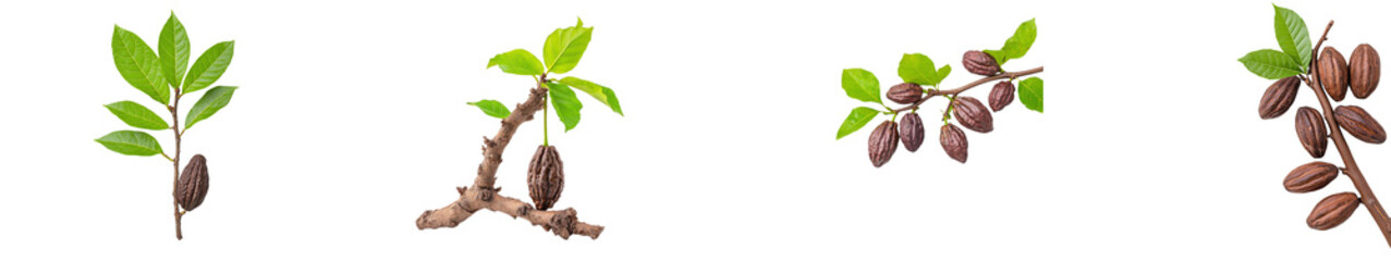 Fototapeta premium White background with cacao pods and green leaves.