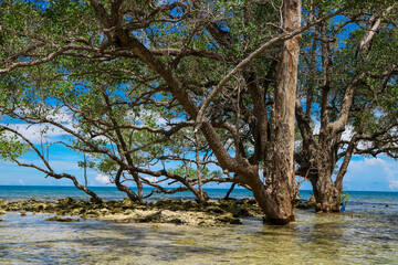 tree on the beach