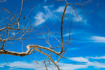 tree on sky background
