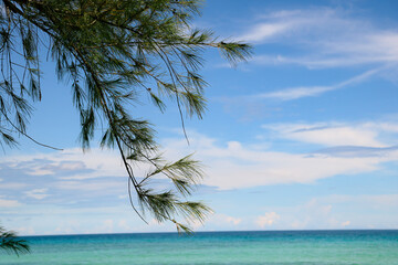 palm tree on the beach