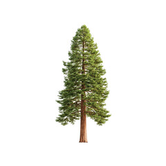 Tall Redwood Tree Isolated on White Background