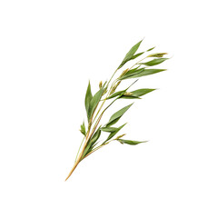 Fototapeta premium Close Up of a Green Grass Sprig with Seed Heads