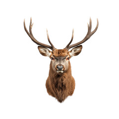 Majestic Deer Head with Antlers Isolated on White Background