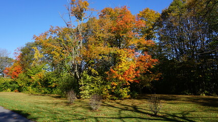 Naklejka premium Sunlit Autumn Trees Along a Quiet Road in a Park