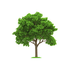 Isolated Green Tree with Lush Foliage on White Background