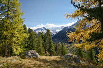 Obraz premium Swiss Alps near Alp Languard (Pontresina) in autumn, with snow-covered mountain peaks and golden-yellow larch trees.