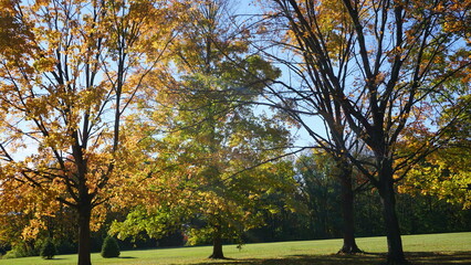 Obraz premium Sunlit Autumn Trees Along a Quiet Road in a Park