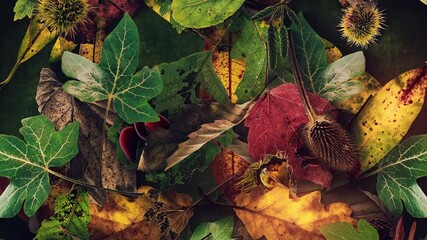 A beautifully detailed looping seasonal background of autumn and winter leaves and foliage gently falling.