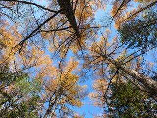 秋のカラマツ 日本 上高地