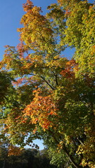 Naklejka premium Autumn Leaves on Tree Branches Against Clear Blue Sky