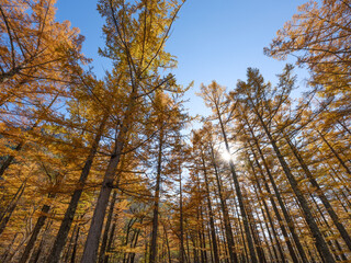 秋のカラマツ 日本 上高地