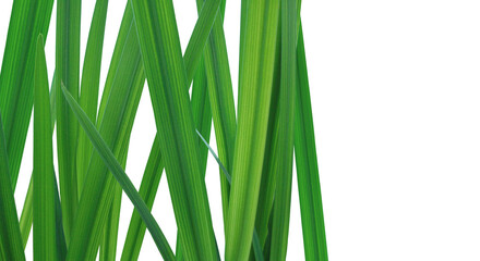Grass leaves on a transparent background PNG