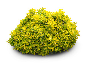 Fresh goldish shrub plant on transparent background PNG