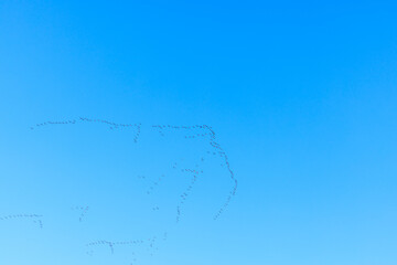 Wildgänse auf den Weg richtung süden über Westdeutschland im November