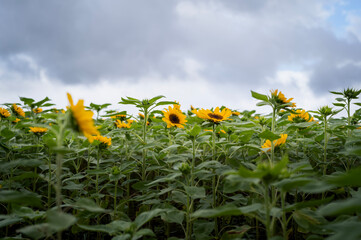 sunflower field and sky